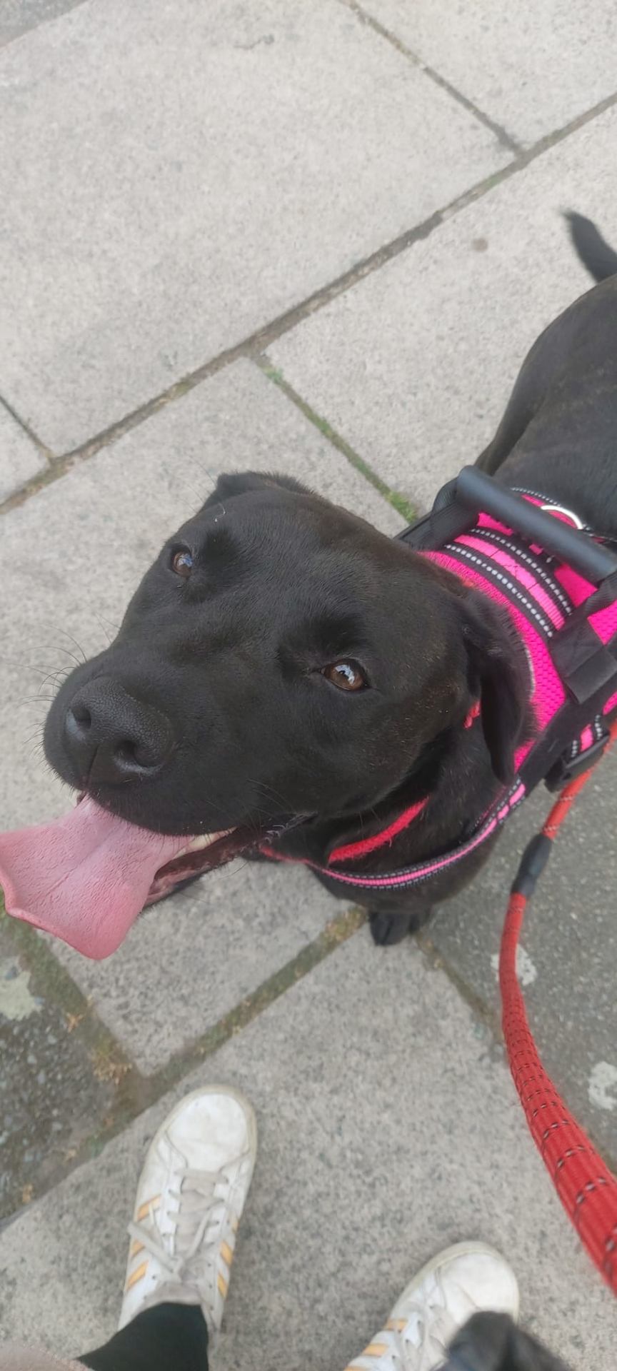 A happy labrador looking up trustingly